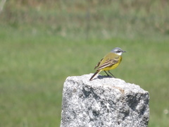 Motacilla flava iberiae