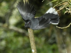 Myioborus miniatus