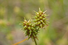 Carex cryptolepis