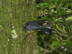 Myioborus miniatus