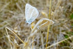 Polyommatus damon