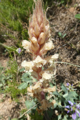 Orobanche amethystea amethystea