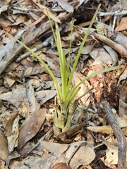 Tillandsia simulata