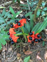 Hippeastrum reticulatum