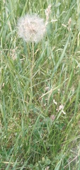 Tragopogon pratensis