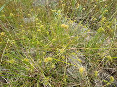 Carex cryptolepis