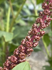 Phytolacca heterotepala