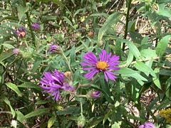 Symphyotrichum novae-angliae