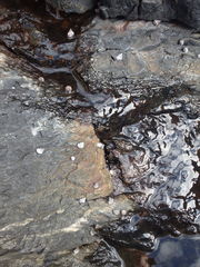 Nodilittorina pyramidalis