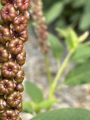 Phytolacca heterotepala