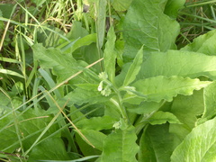 Symphytum officinale