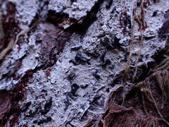 Alyxoria varia