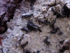 Alyxoria varia