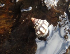 Nodilittorina pyramidalis