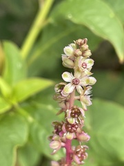 Phytolacca heterotepala