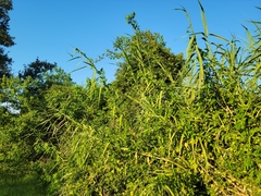 Arundo donax