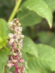 Phytolacca heterotepala