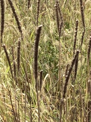 Phleum