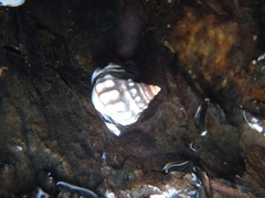 Nodilittorina pyramidalis