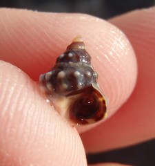 Nodilittorina pyramidalis