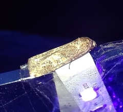 Spodoptera exigua
