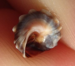 Nodilittorina pyramidalis