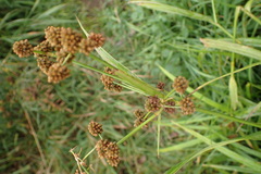 Scirpus atrovirens