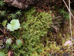 Bartramia pomiformis
