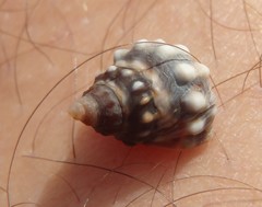 Nodilittorina pyramidalis