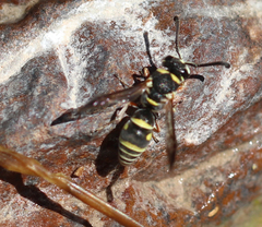 Eumeninae
