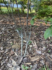 Aronia arbutifolia