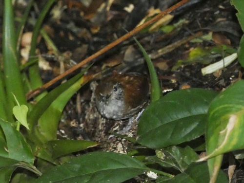 Grey-breasted Wood Wren (Henicorhina leucophrys), photo 9