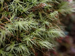 Bartramia pomiformis