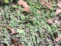 Lysimachia nummularia