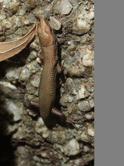 Algyroides fitzingeri