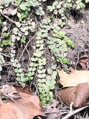 Lysimachia nummularia