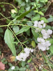 Ageratina altissima