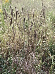 Phleum