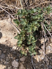 Physalis crassifolia