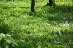 Jacana spinosa