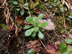 Micranthes ferruginea