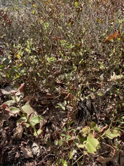 Ericaceae