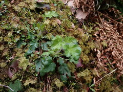 Heuchera micrantha