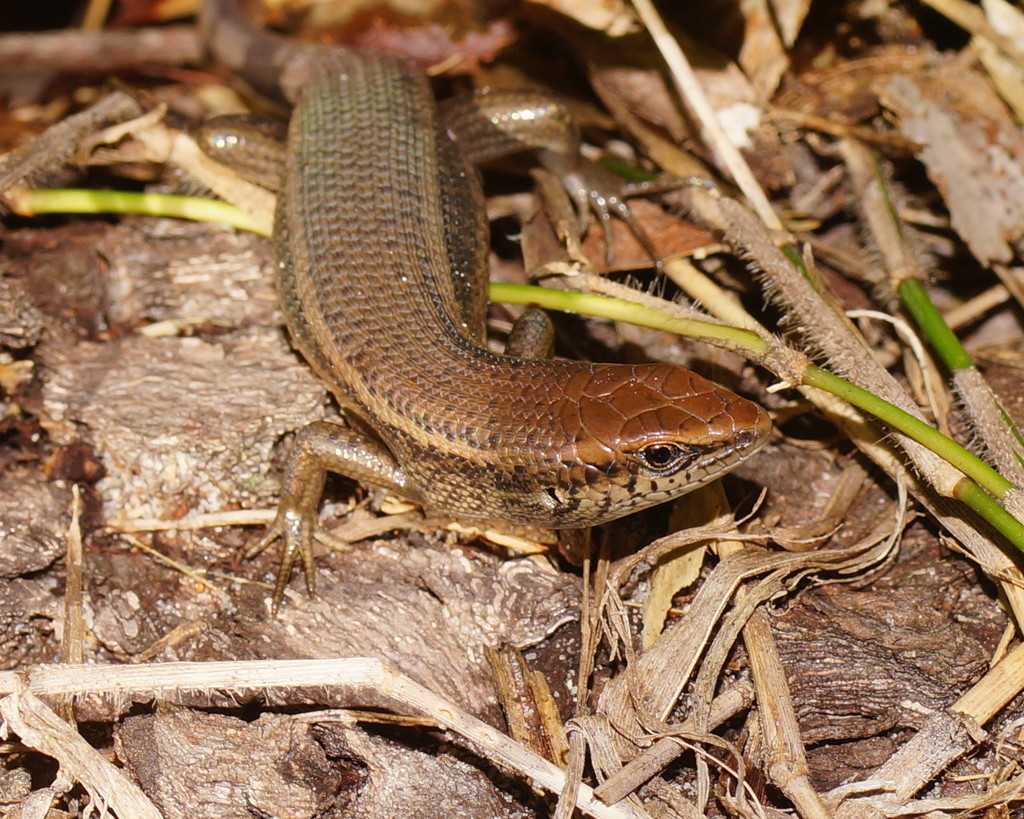 Robust Rainbow-Skink