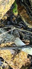 Araneae
