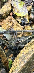 Araneae