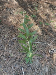 Stillingia sylvatica