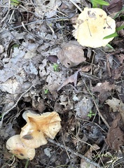 Cuphophyllus pratensis