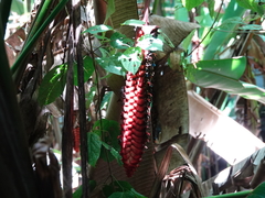 Heliconia mariae image