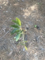 Stillingia sylvatica